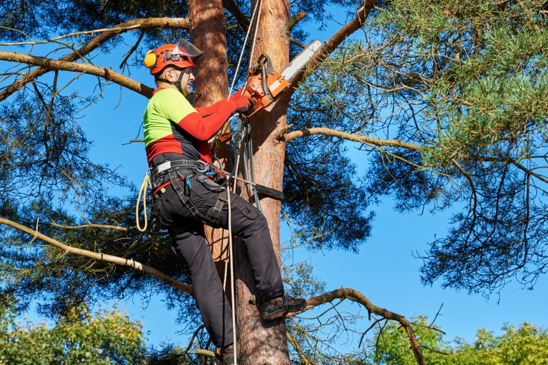 Tree Removal Crew Working