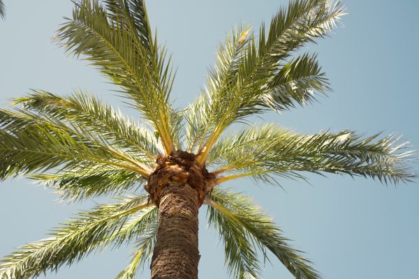 Palm Tree Removal in Hayward