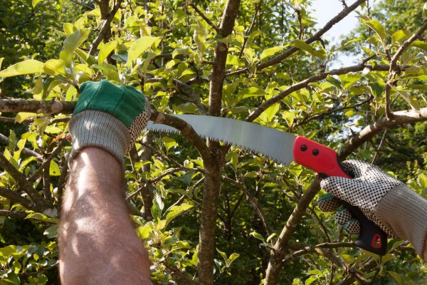 Small Tree Removal in Hayward