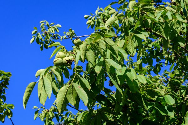Cost of Walnut Tree Removal in Hayward