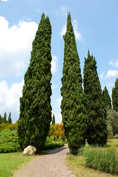 Cost of Cypress Tree Removal in Hayward