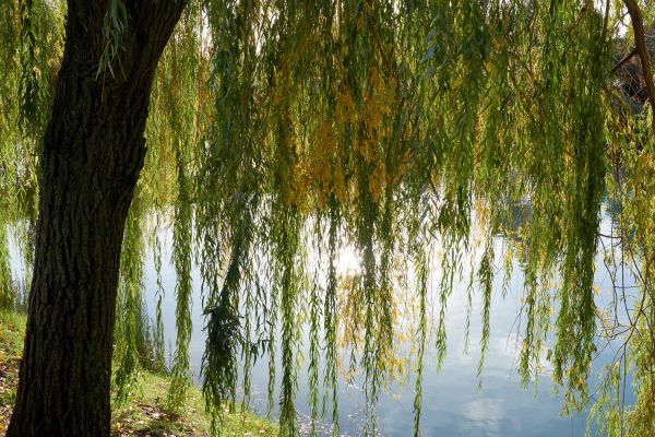 Cost of Willow Tree Removal in Hayward