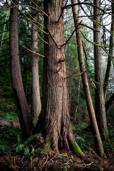 Cost of Cedar Tree Removal in Hayward