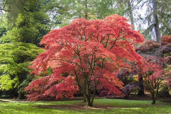 Cost of Maple Tree Removal in Hayward