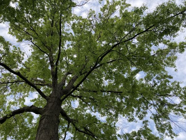 Cost of Oak Tree Removal in Hayward