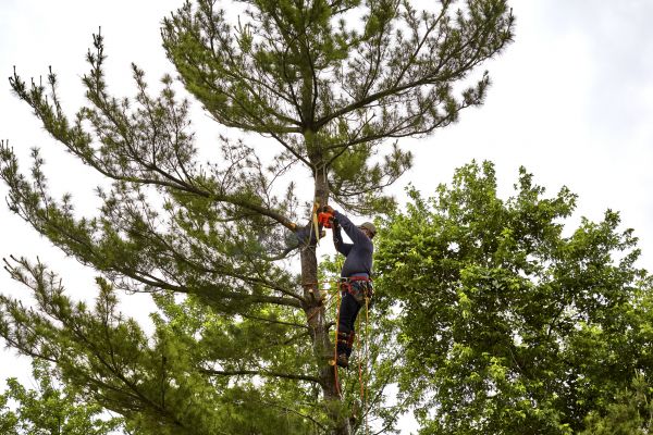 Cost of Pine Tree Removal in Hayward