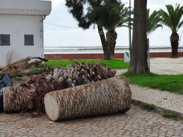 Palm Trees Removal in Hayward