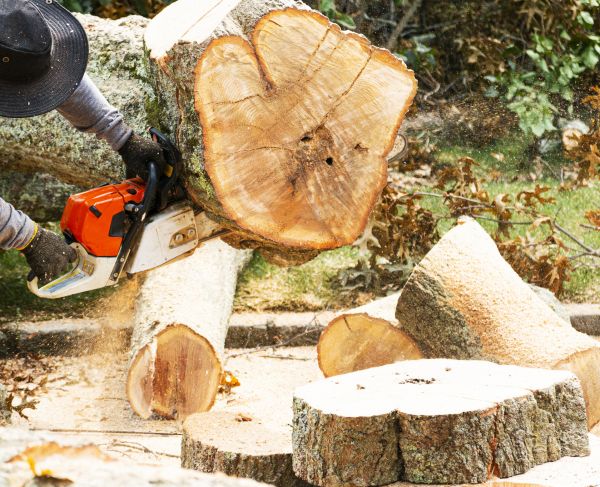 Tree Removal Service in Hayward