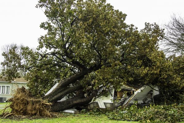 Fallen Tree Removal in Hayward