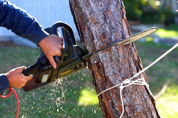 Dead Tree Removal in Hayward